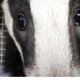 The rescue of a small badger cub from Torquay