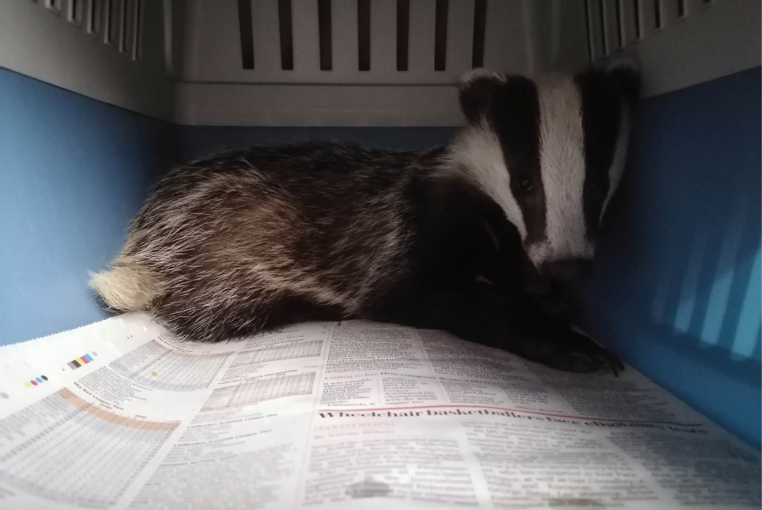 First attempt at release - The rescue of a small badger cub from Torquay