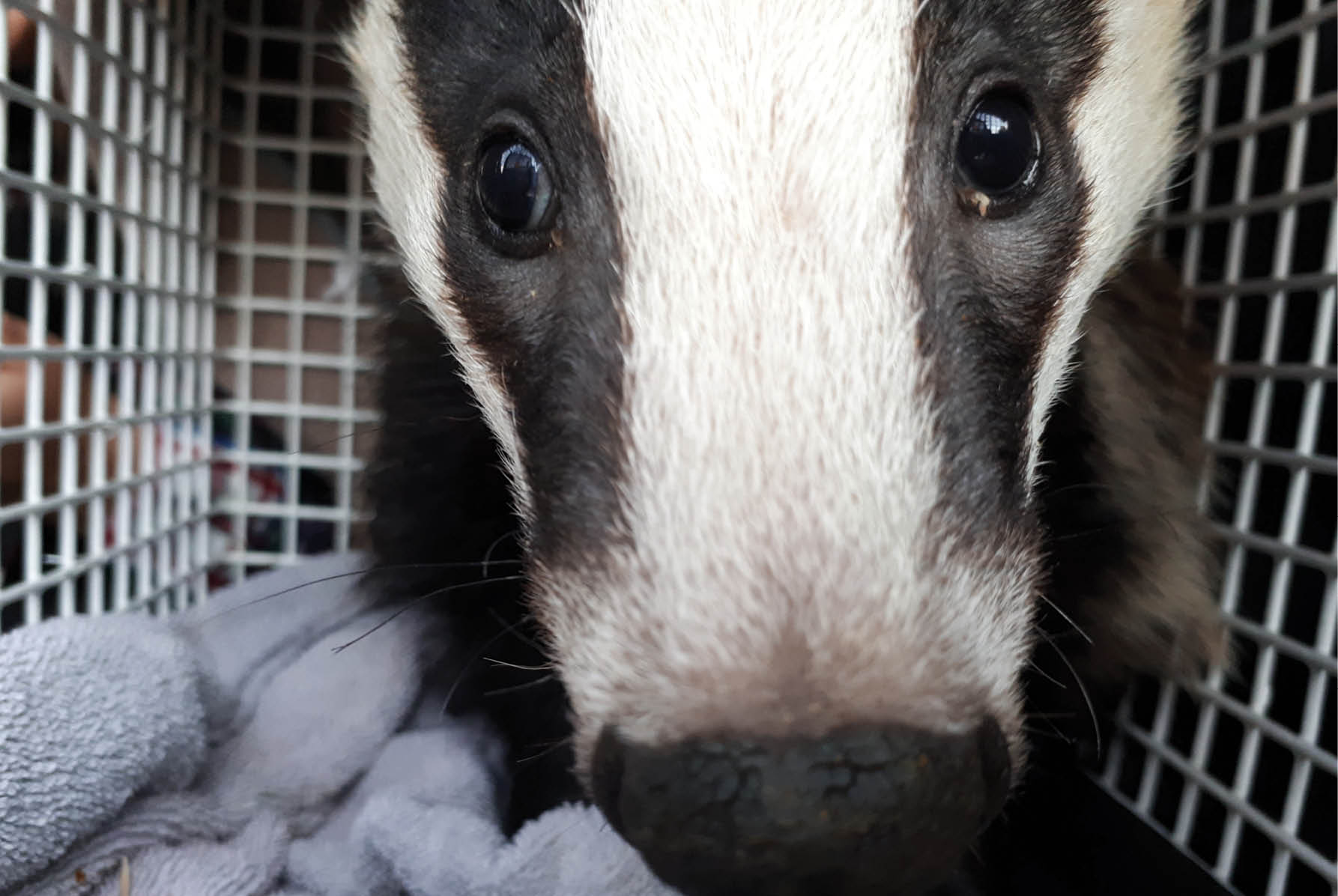 Second attempt at release - The rescue of a small badger cub from Torquay