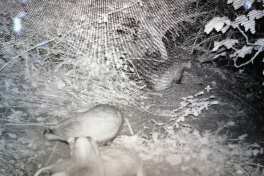 The cub’s extended badger family at the natal sett - The rescue of a small badger cub from Torquay