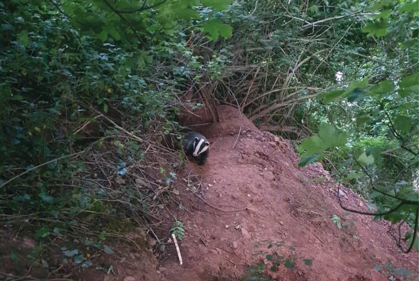 Waiting for peanuts - The rescue of a small badger cub from Torquay